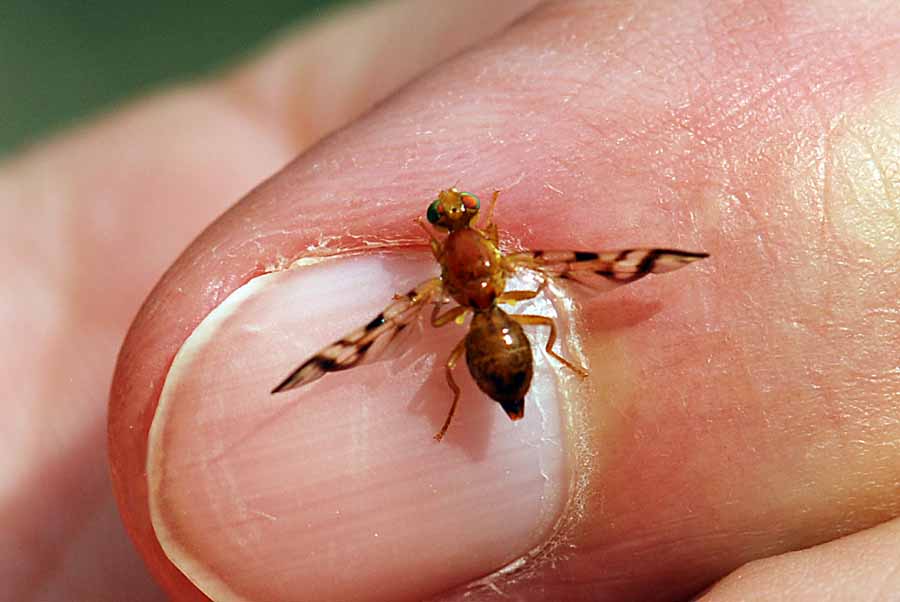 Piccolo Tephritidae : Acidia cognata